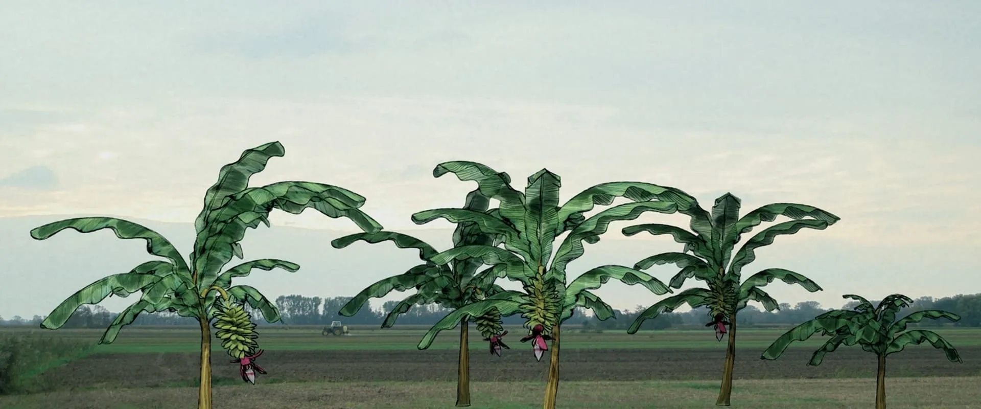 Von Bananenbäumen träumen (2016)